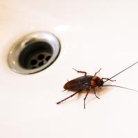 American Cockroach climbing out a sink drain