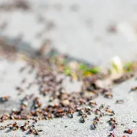 ants