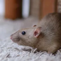 Mouse in house