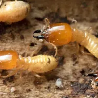 termites on wood