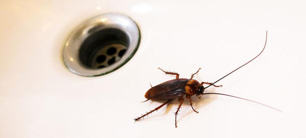 American Cockroach climbing out a sink drain