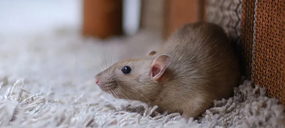 Mouse in house