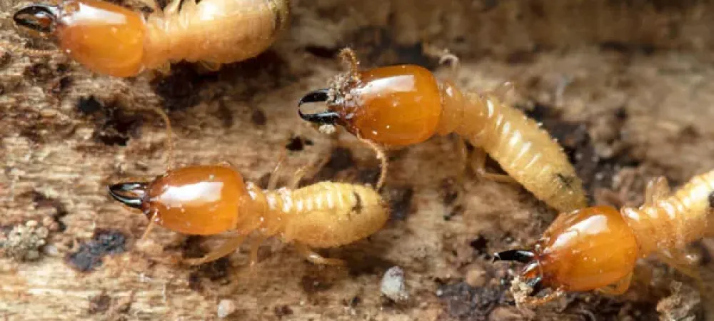 termites on wood