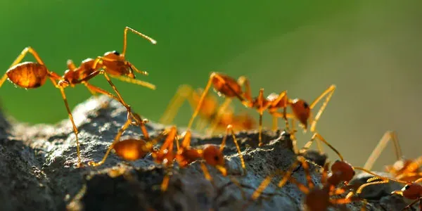 ants