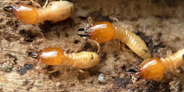 termites on wood
